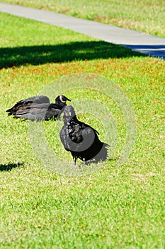 Black vulture is hunting photo