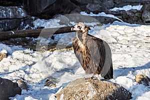 Black vulture, the largest bird of prey of the world fauna