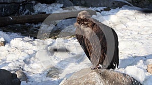 Black vulture, the largest bird of prey of the world fauna