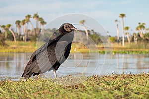 Black Vulture at Orlando Wetlands Park at Dawn