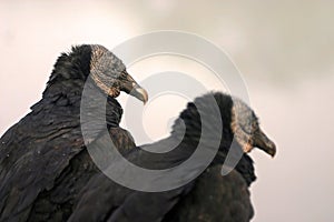 Black vulture pair