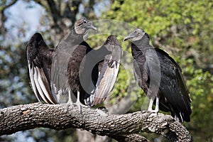 Black Vulture Pair Sunning Themselves