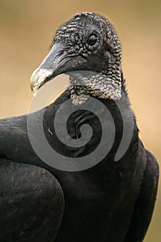 Black vulture portrait