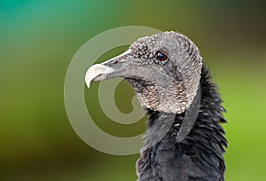 Black vulture portrait