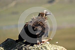 black vulture on the rock with a prey