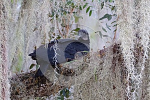 Black Vulture Roosting in a Live Oak