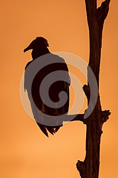 Black Vulture Roosting in a Tree at Sunset - Florida