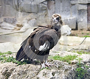 Black vulture scavenger hawk predator orderly