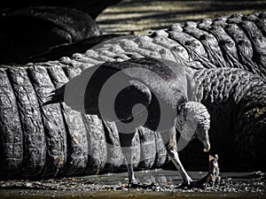 Black Vulture Scavenging Alligator\'s Leftovers