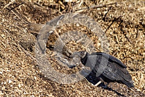 Black Vulture Scavenging Deer Head