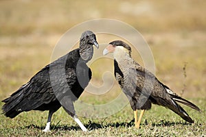 Black Vulture and Southern Caracara