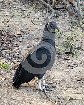 Black vulture standing on the bank of the Grand River below the Pensacola Dam photo