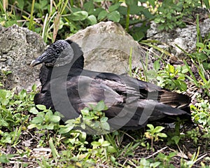 Black Vulture Stock Photos.  Picture  Image. Portrait. Resting with rock and foliage background