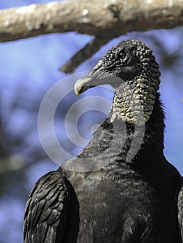 Black Vulture in Tree