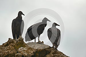 Black vultures on a cliff
