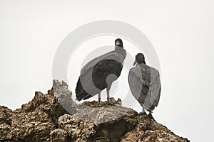 Black vultures on a cliff