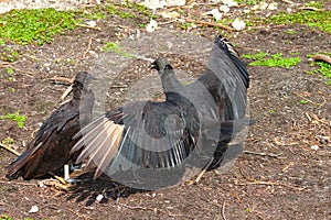 Black Vultures (Coragyps atratus) photo