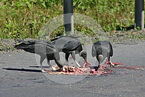 Black vultures eating