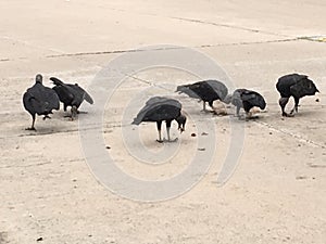 Black Vultures at Enclave Parkway cleaning up their meal
