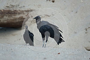 Black Vultures at Grande Riviere beach in Trinidad and Tobago