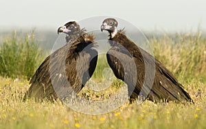 Black vultures in spring