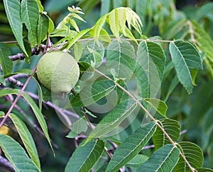 Black Walnut Fruit photo