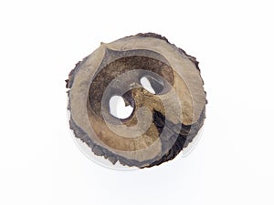 Black walnut, fruit Juglans nigra