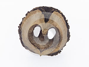 Black walnut, fruit Juglans nigra