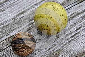 Black Walnut Fruit and Seed