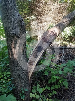 Black walnut tree after being struck by lightning during a thunderstorm