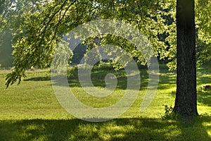 Black Walnut Tree Shade photo