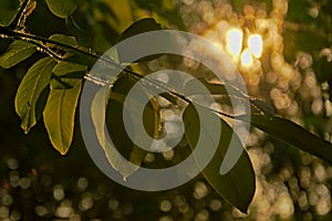 Black walnut tree leafs in evening light