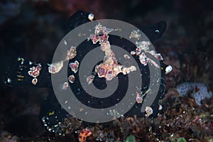 Black Warty Frogfish on Seafloor in Indonesia