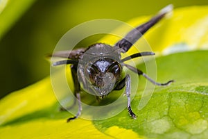 Black wasp perched among the leaves of a tree