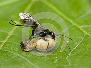 Black wasp with prey