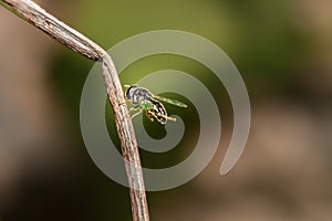 Black Wasp sitting on a stick