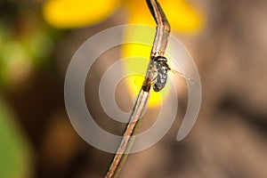 Black Wasp sitting on a stick