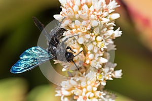 Black wasp on white flower