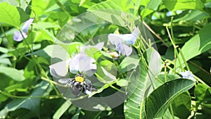Black wasps suck nectar from purple flowers