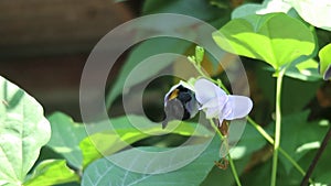 Black wasps suck nectar from purple flowers