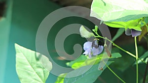 Black wasps suck nectar from purple flowers