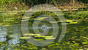 Black Water bird in sharavati river