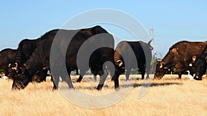 Black water buffalo eating dry grass,eating dry grass black buffalo in utter pradesh,India