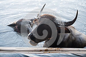 Black water buffalo in swamp beg for food to feed by visitors