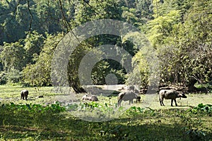 Black water buffaloes in the herd standing and eating plants outdoor in Thailand