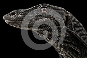 Black water monitor (Varanus salvator macromaculatus)