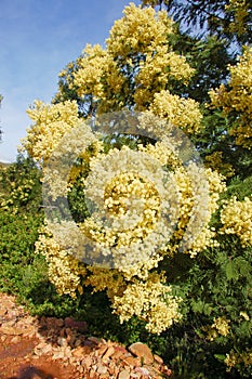 Black wattle tree