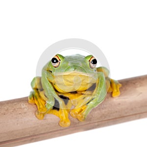 Black-webbed flying tree frog isolated on white