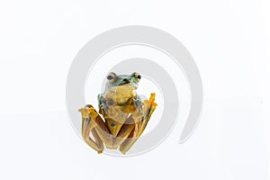 Black-webbed flying tree frog, Rhacophorus kio, on white background