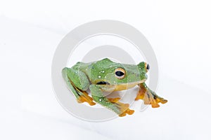 Black-webbed flying tree frog, Rhacophorus kio, on white background